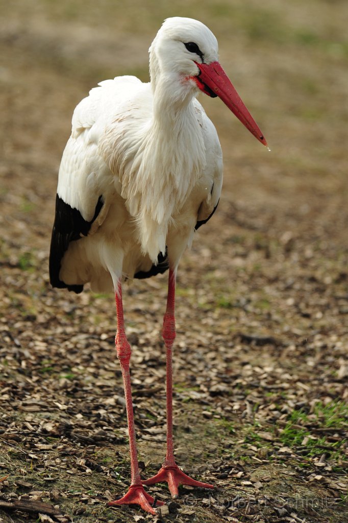 N-Schmitz Storch01.jpg - ©  Norbert Schmitz